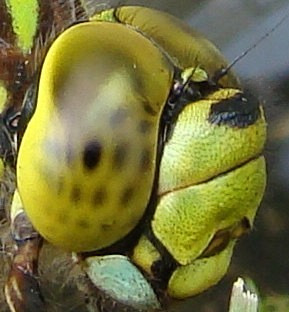 southern hawker